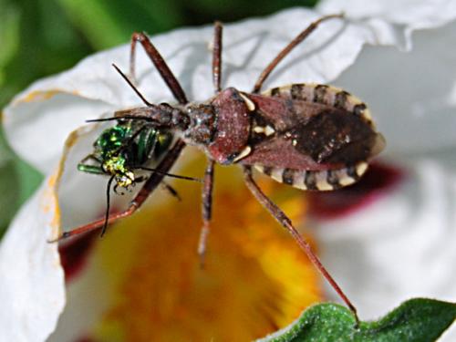 Rhynocoris erythropus