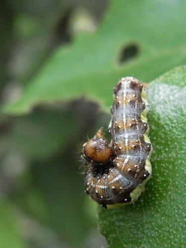 Dryobota labecula
