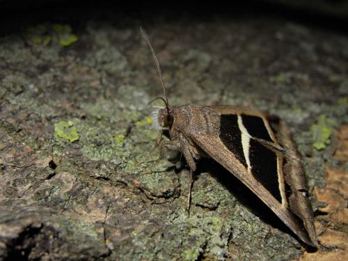 Grammodes bifasciata