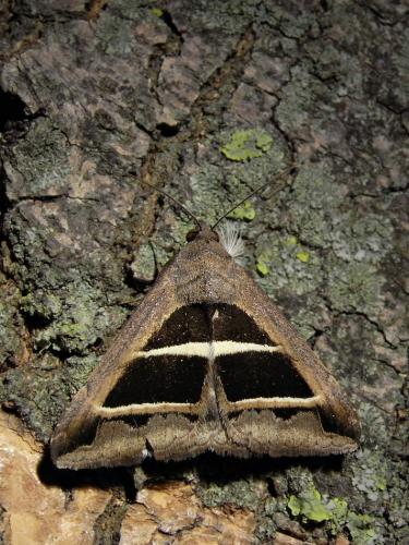 Grammodes bifasciata