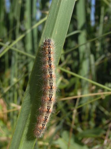 Réf. 58 051 : Simyra albovenosa