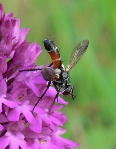 Réf. 58 802 : Cylindromyia sp.