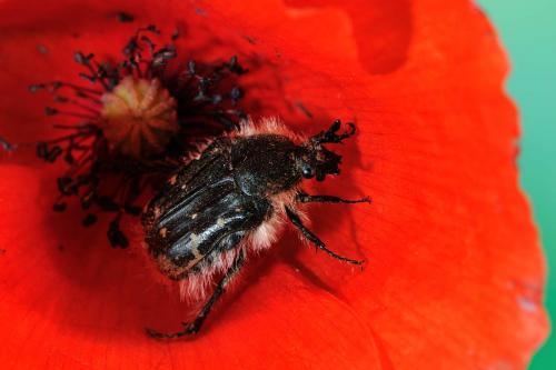 Tropinota hirta