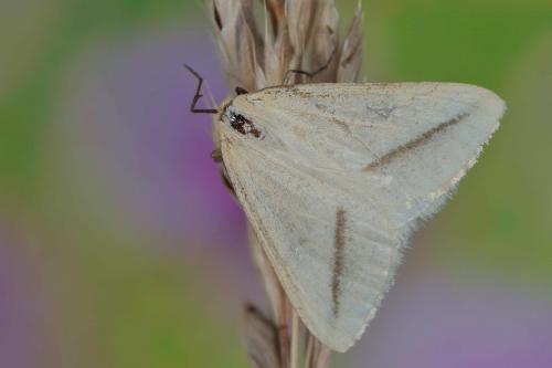 Réf. 58 379 : Aspitates gilvaria