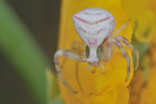 Thomisus onustus