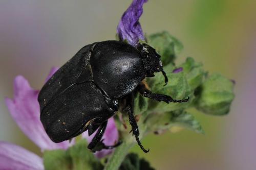Réf. 58 568 : Netocia morio