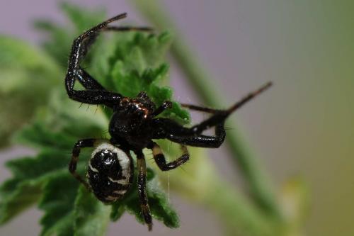 Synema globosum