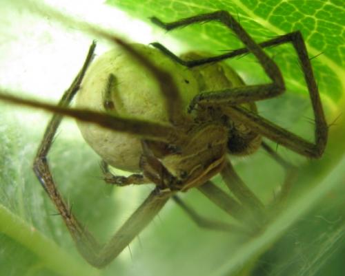 Pisaura mirabilis