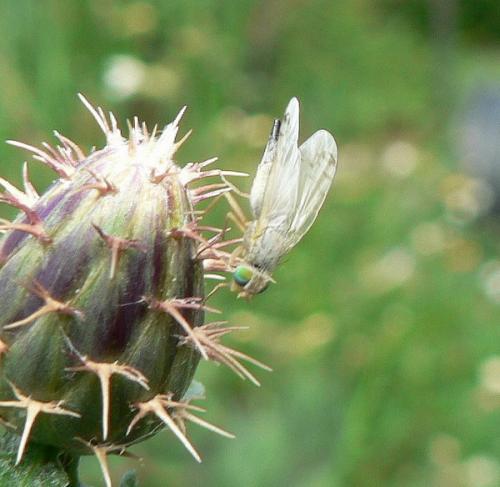 Acanthiophilus helianthi