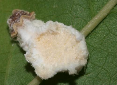 Pulvinaria sp.