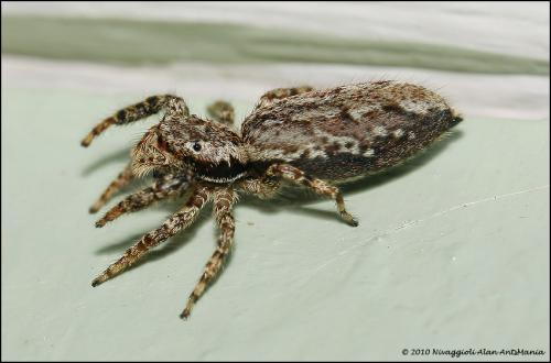 Marpissa muscosa