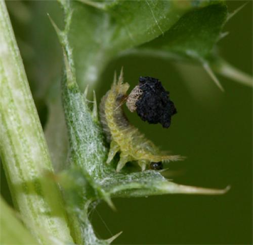 Réf. 58 888 : Cassida sp.
