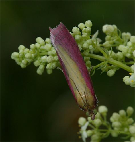 Oncocera semirubella