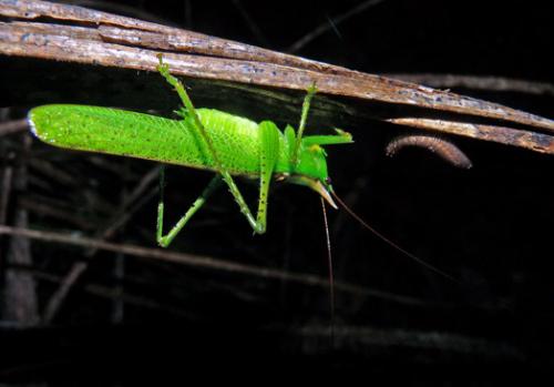 Copiphora sp.
