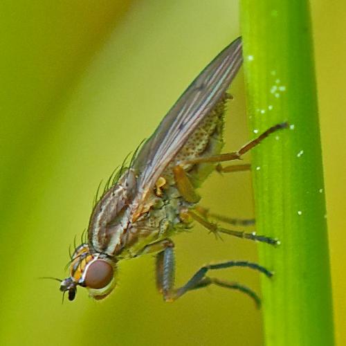 Pherbellia cinerella