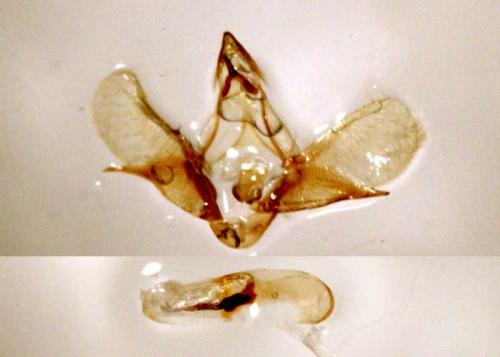 Réf. 58 364 : Scoparia sp.