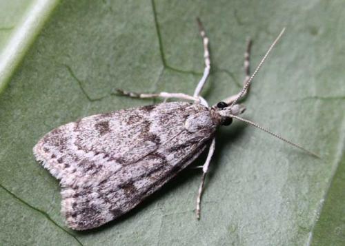 Réf. 58 338 : Scoparia sp.