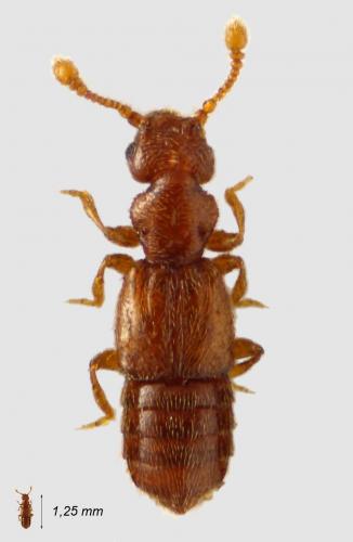 Réf. 58 166 : Pselaphinae inconnu