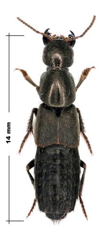 Réf. 58 776 : Ocypus sp.