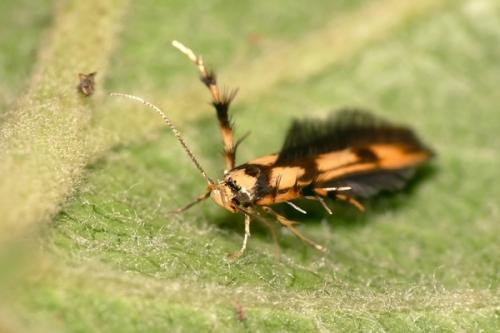 Réf. 58 586 : Stathmopoda pedella