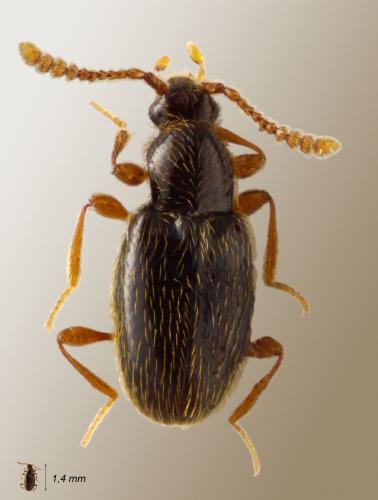 Réf. 58 169 : Neuraphes sp.