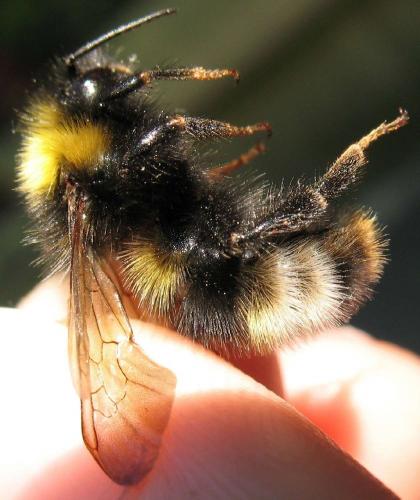 Bombus sylvestris