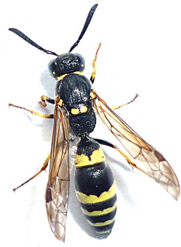 Symmorphus gracilis