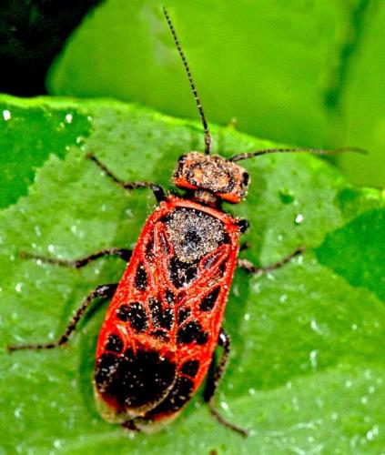 Réf. 58 755 : Caenolyda reticulata