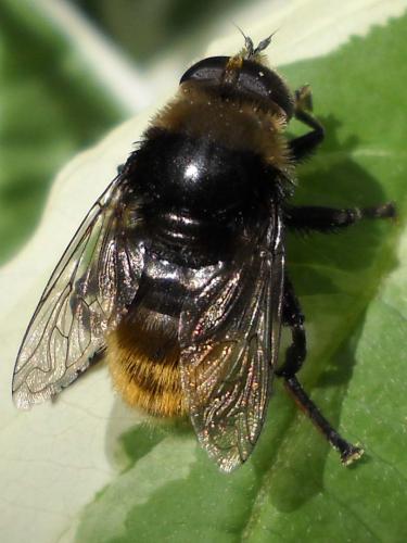 Réf. 58 583 : Merodon equestris