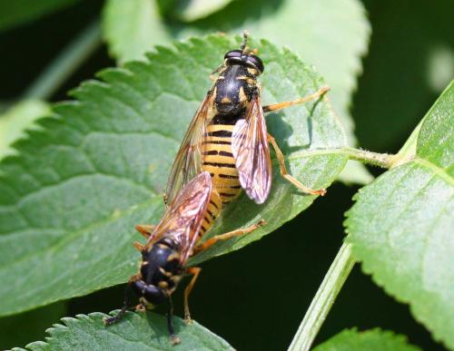 Temnostoma vespiforme