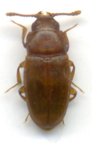 Réf. 58 214 : Antherophagus sp.