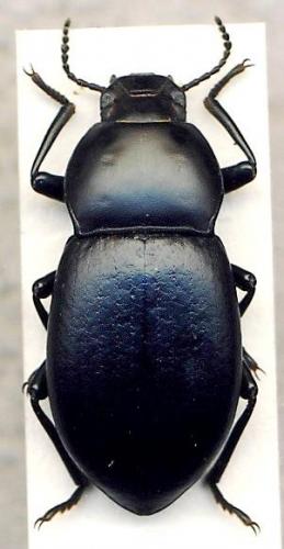 Coelometopus clypeatus