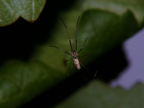 Tetragnatha sp.