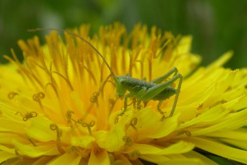 Tettigonia viridissima