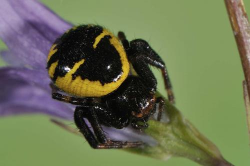 Réf. 58 550 : Synema globosum