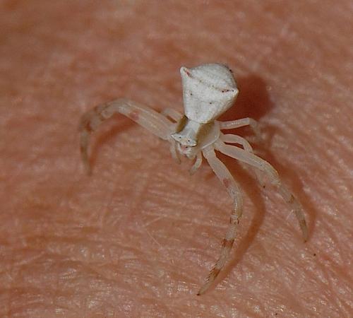 Thomisus onustus