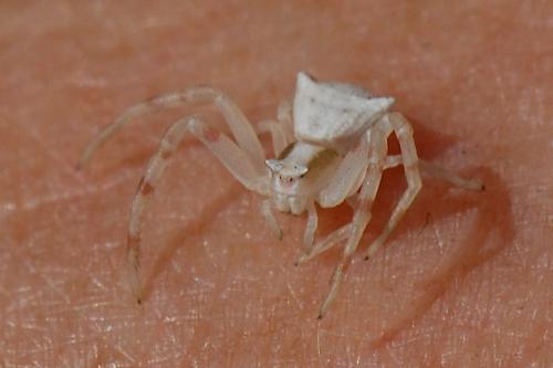 Thomisus onustus