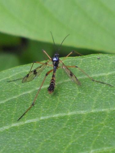Réf. 58 444 : Ptychoptera contaminata