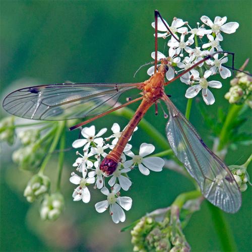 Réf. 58 898 : Tipula lunata