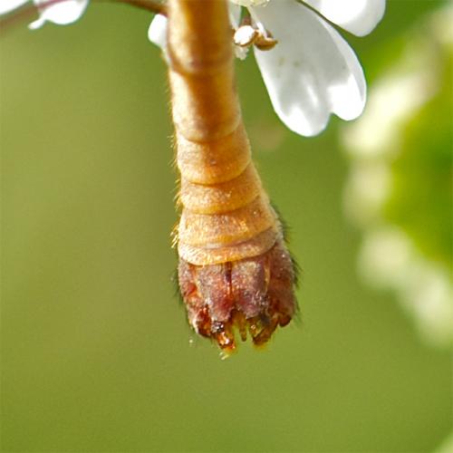 Tipula lunata