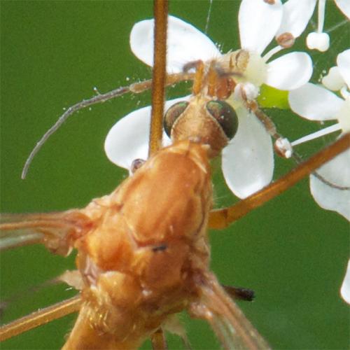 Réf. 58 976 : Tipula lunata