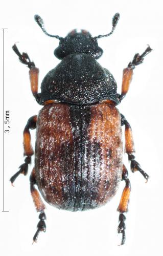 Réf. 58 434 : Anthribus scapularis