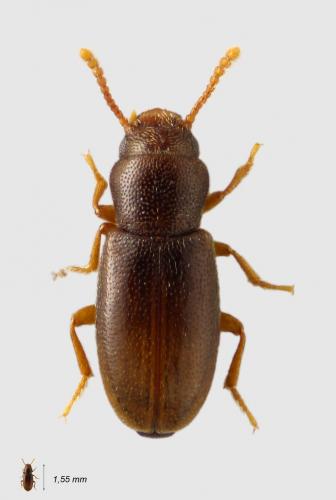 Réf. 58 170 : Myrmechixenus subterraneus