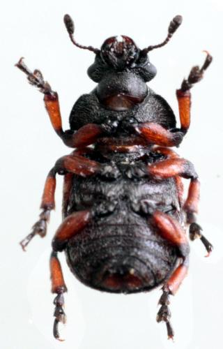 Réf. 58 448 : Anthribus scapularis