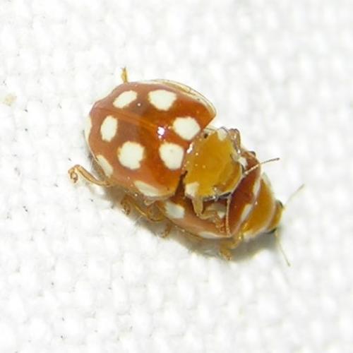 Vibidia duodecimguttata