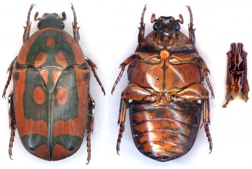 Réf. 58 094 : Pachnoda sinuata flaviventris