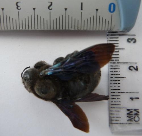 Xylocopa sp.