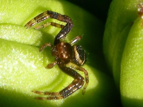 Réf. 58 029 : Synema globosum