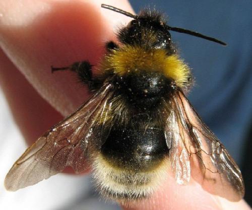 Bombus sylvestris