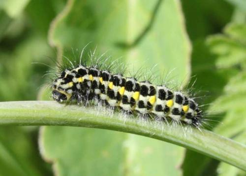 Zygaena lonicerae